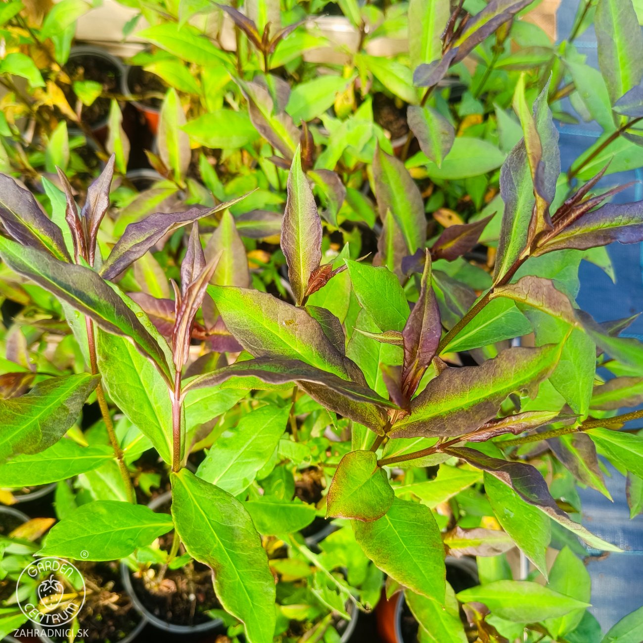 Obrázok Flox metlinatý (Phlox paniculata) ‘SWEET SUMMER MELODY’® - kont. C1,5L
